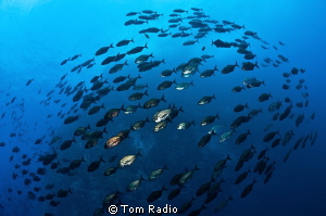 School of jacks
Roca Partida, Mexico by Tom Radio 